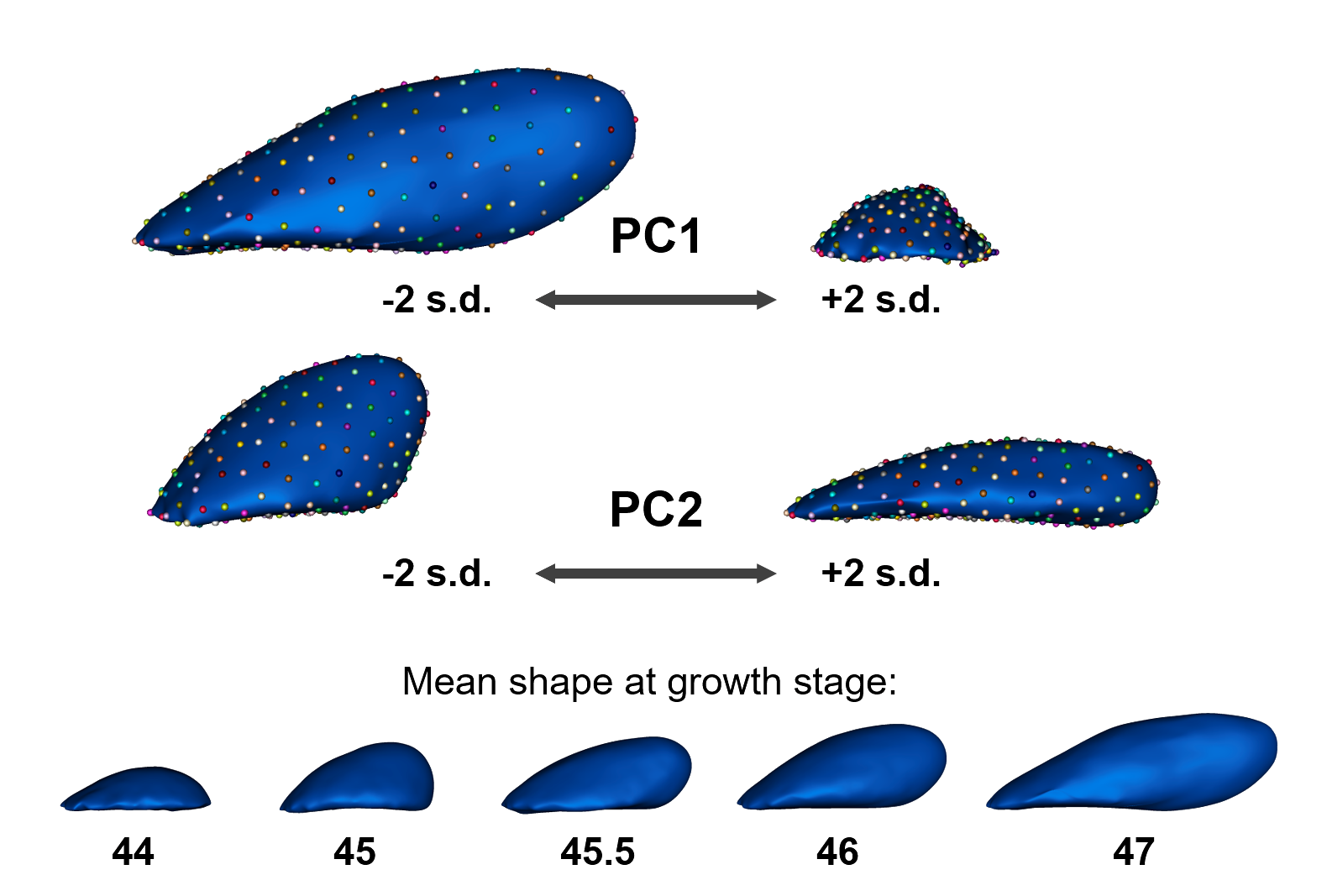 A diagram showing principal component analysis of axolotl limb bud shapes. The top row displays PC1 variation (+/-2 standard deviations) with distinct elongation patterns. The middle row shows PC2 variation with changes in width and curvature. Below, five sequential blue models labeled 44 through 47 illustrate the mean shape progression during early growth stages.