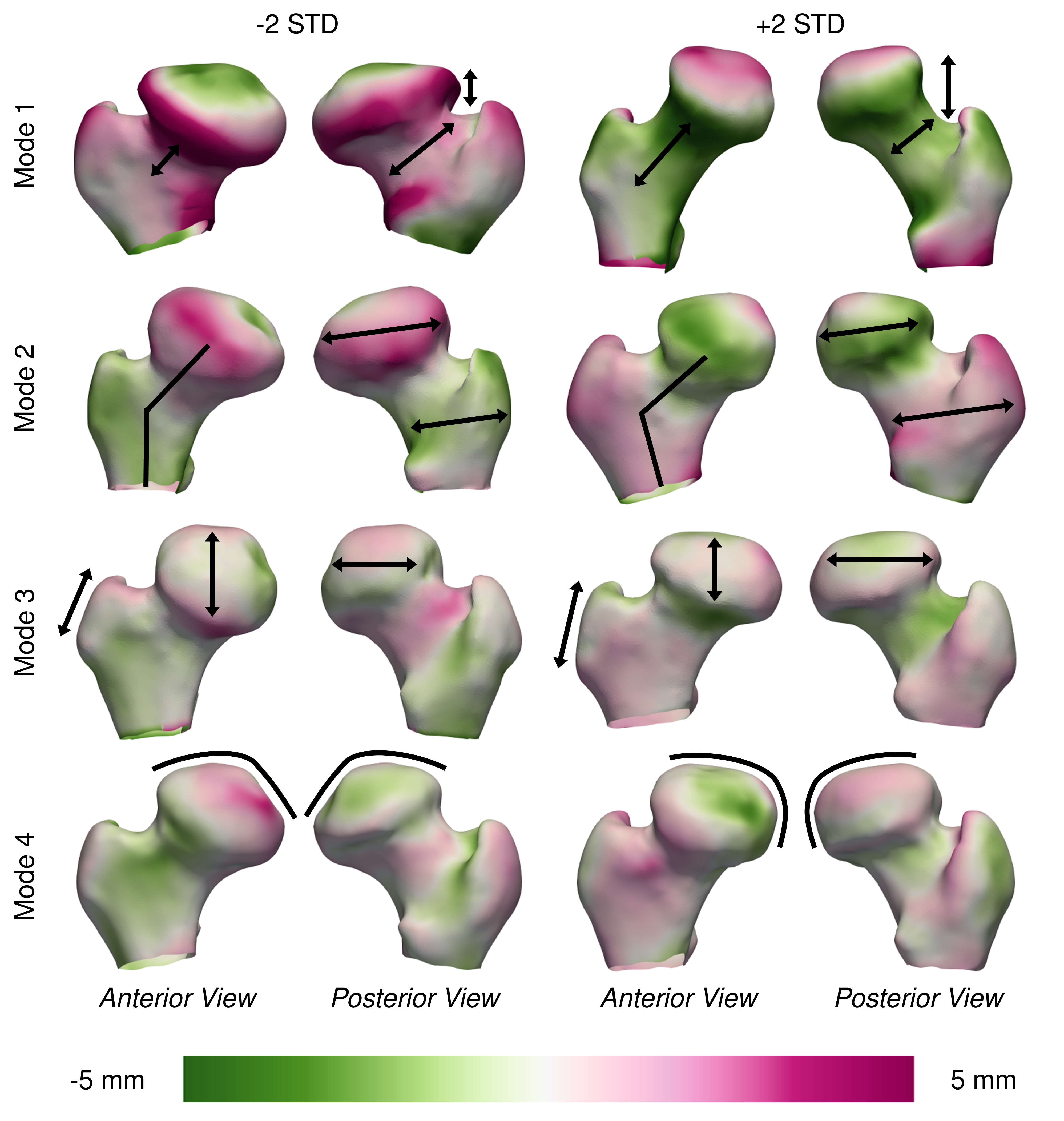 We can see shape changes captured by our evaluation model by varying the four most important modes. The strength of the green and magenta colours represent how far the shape’s surface has moved from the average.